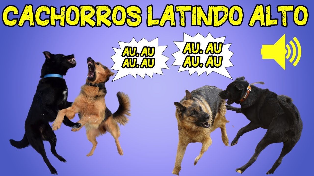 Громкий звук собачьей стаи - [6 звуковых эффектов лай собаки] 🐶😲