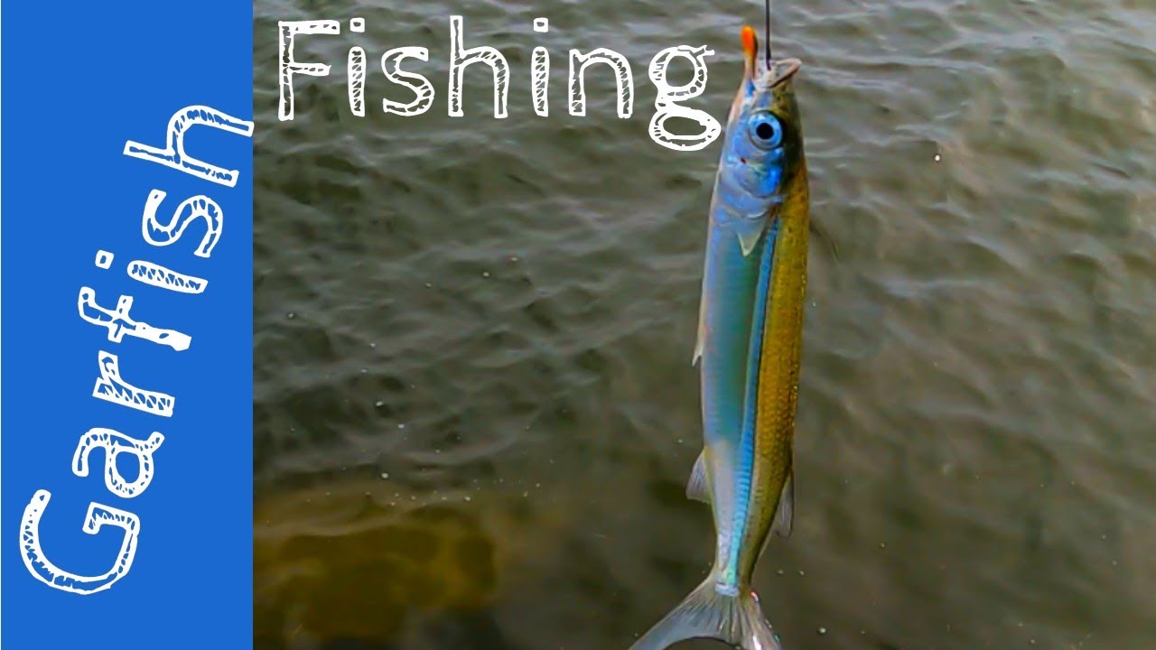 How to catch Garfish using the worlds cheapest bait