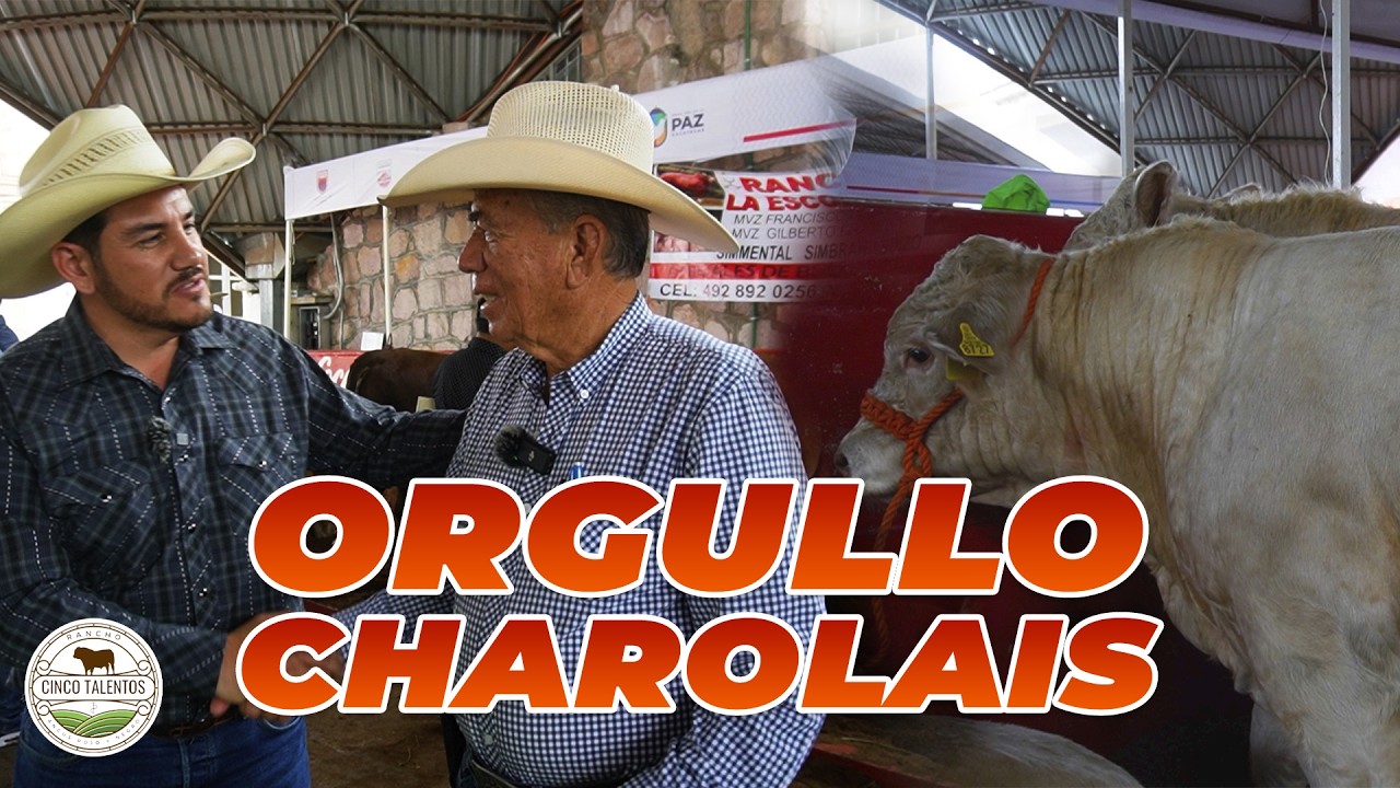 GANADO CHAROLAIS: EL MÁS VENDIDO | Rancho Cinco Talentos | Ganadería
