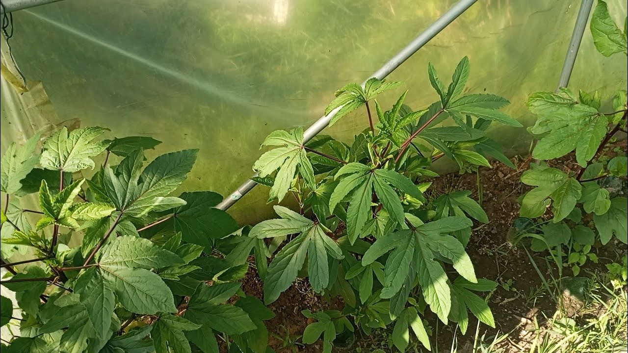 (310) Ketmia szczawiowa (Hibiscus sabdariffa) - Próba wywołania przedwczesnego kwitnienia cz.1🌿😎👍