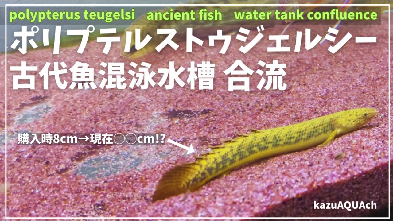 細くて長くなるポリプテルスを古代魚混泳水槽に迎えてみます。