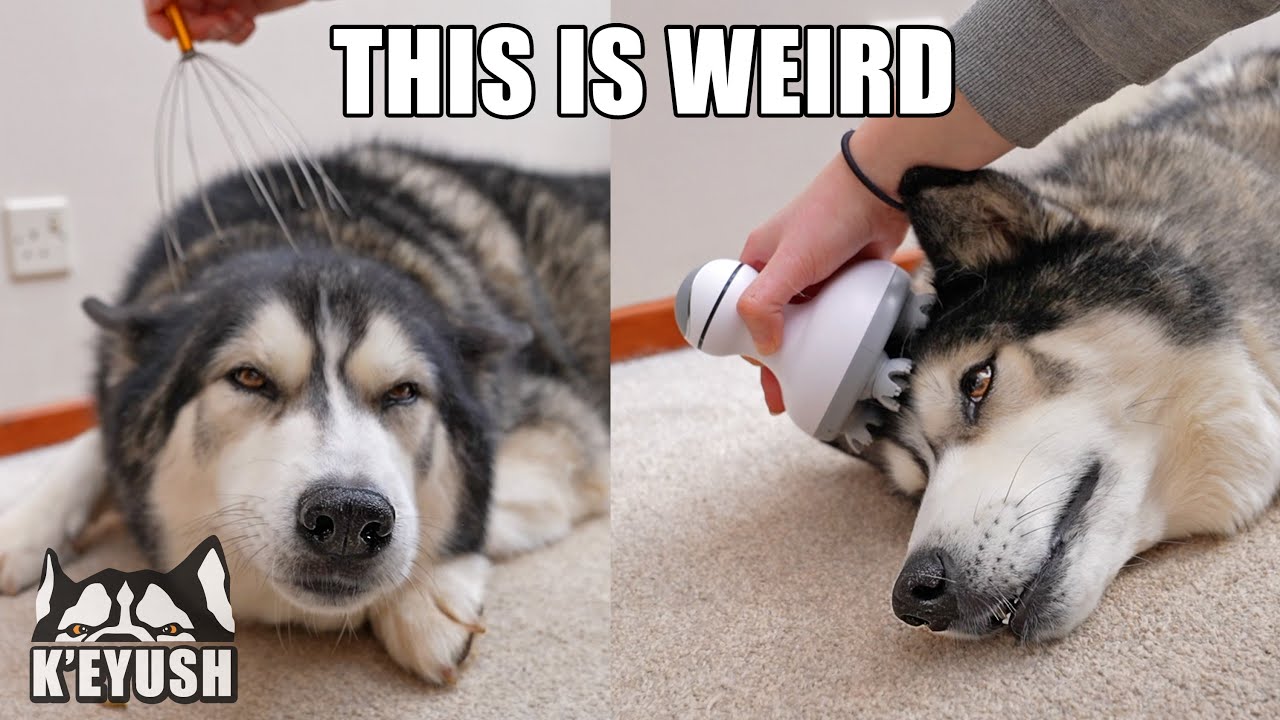 Head Massager Makes My Husky’s Head Wobble!