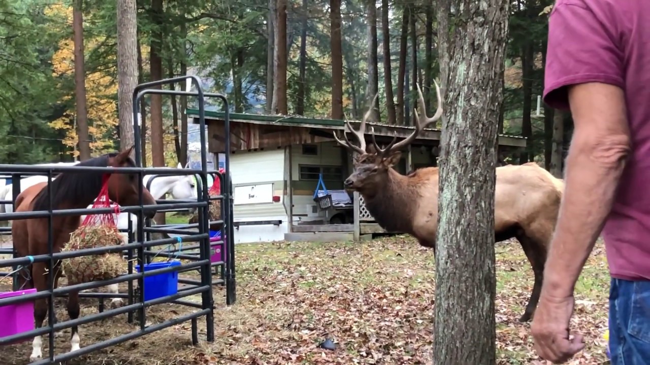 Bull Elk vs. Horse
