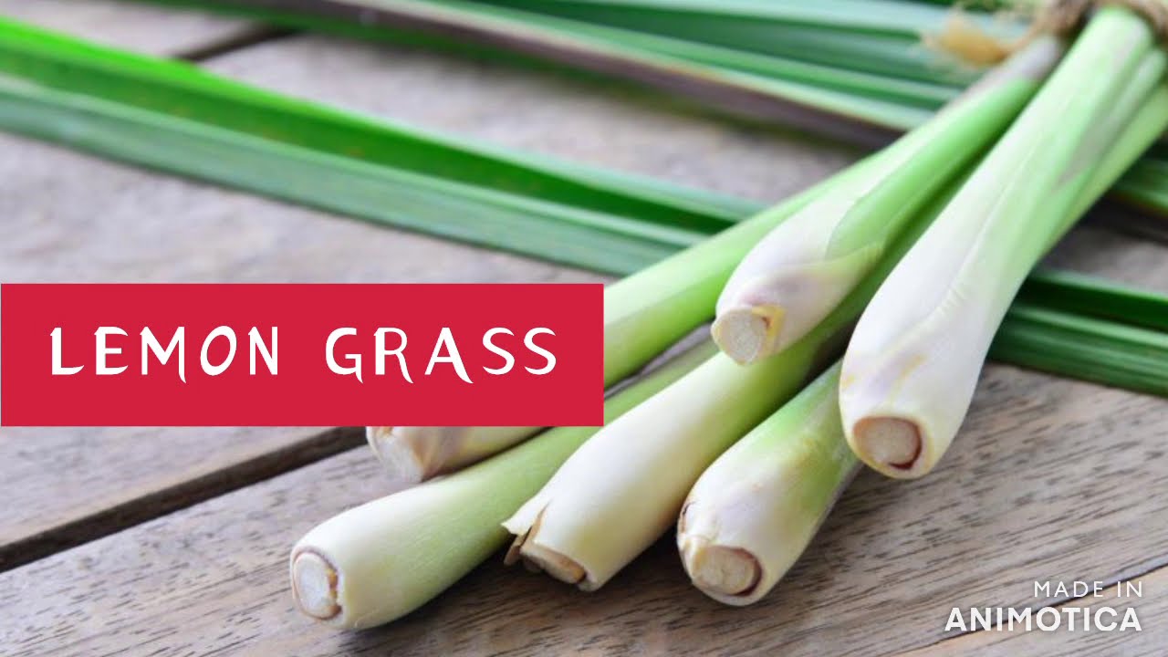 LEMON GRASS || BENEFITS & SIDE EFFECTS