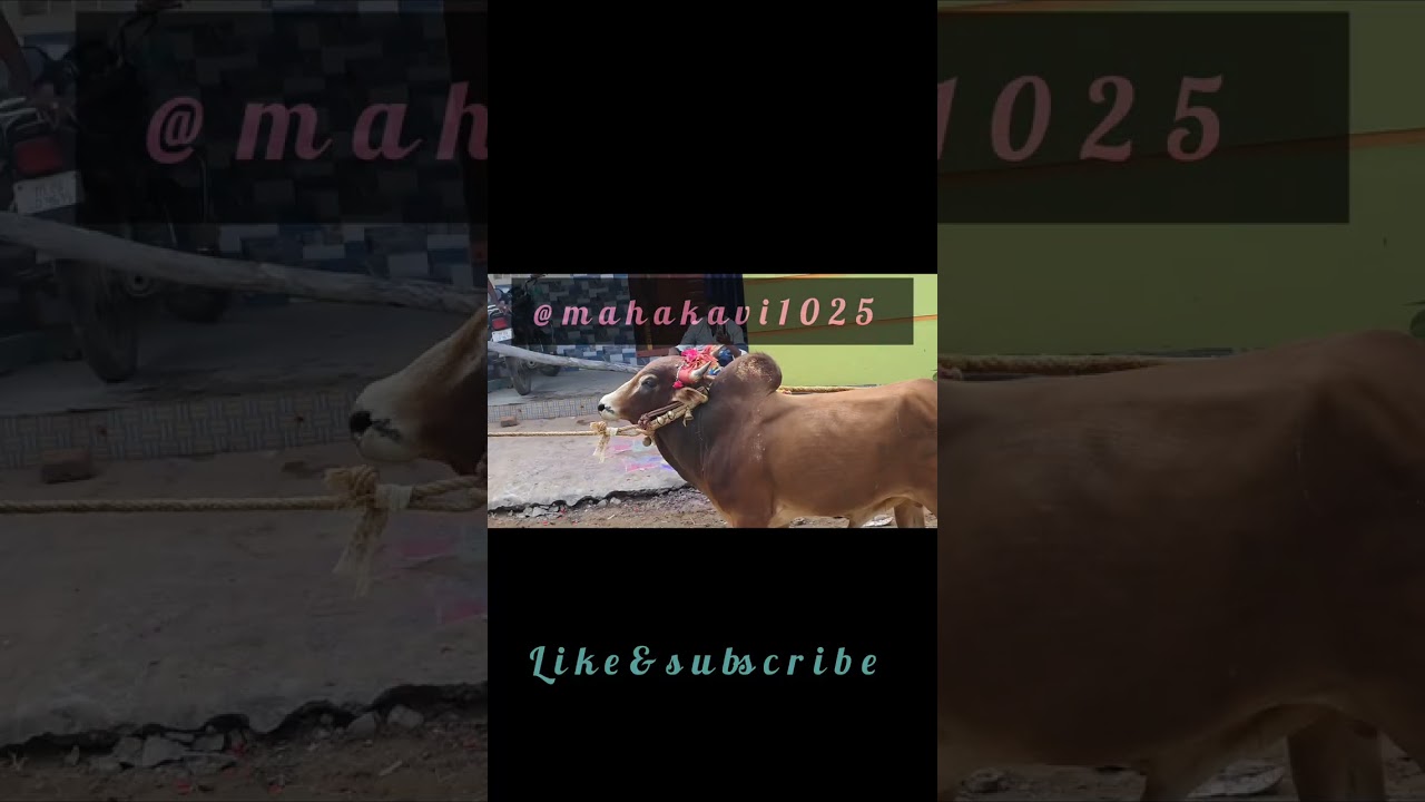 சிவநாதபுரம் 2026 #bull 