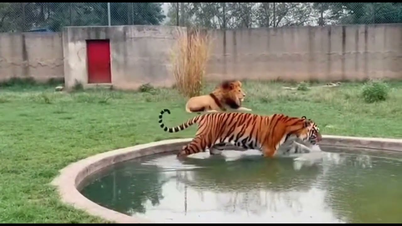The Most Intense Animal Battle in the Wild!