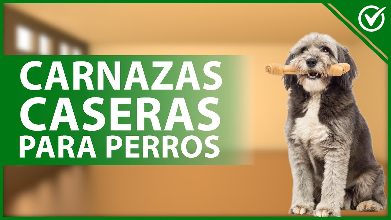 🐶​ &iquest;C&oacute;mo hacer HUESOS o CARNAZAS CASERAS para perros? - Materiales y proceso 🐶​🦴​