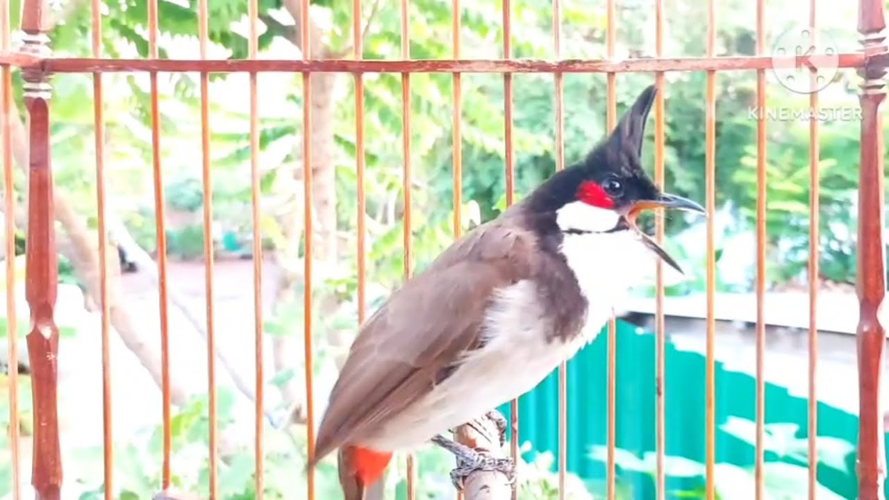 นกกรงหัวจุก จ้าวคำหมาน #birds #animals #chaomao #bulbulbird #jambul #nature #beautiful 
