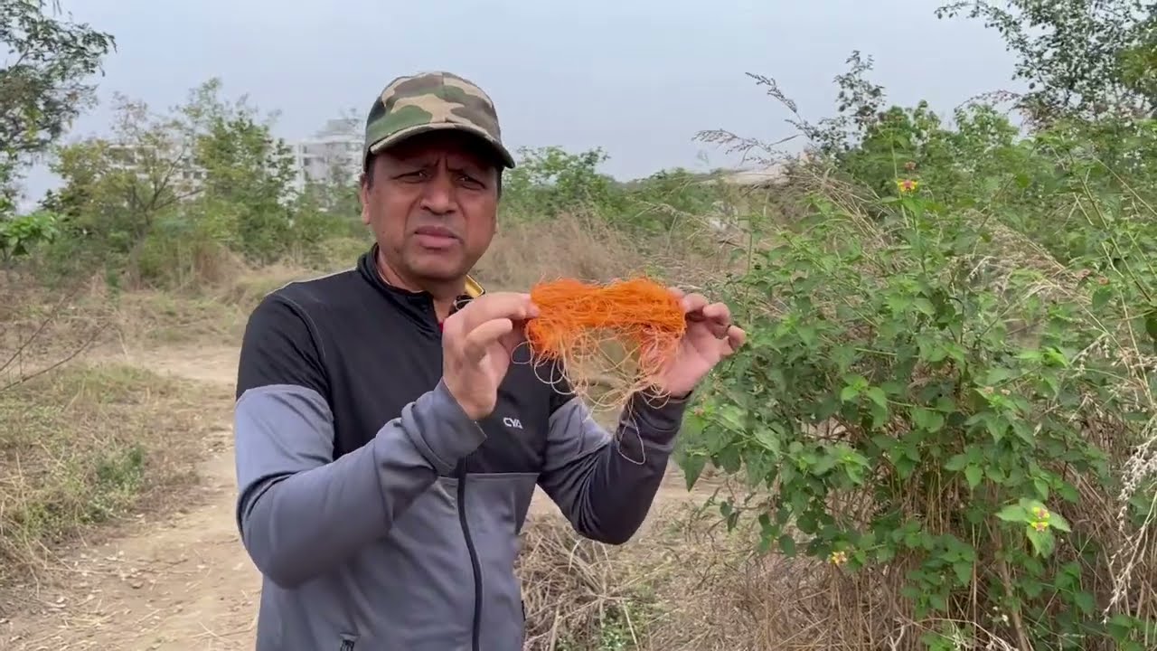Bird Injuries on the Rise with Kite Flying Thread &lsquo;Manja&rsquo;