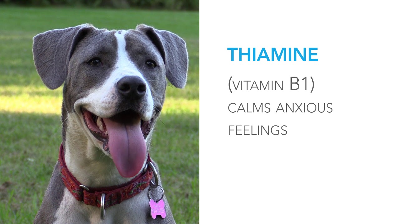Composure® Calming Supplements for Cats and Dogs