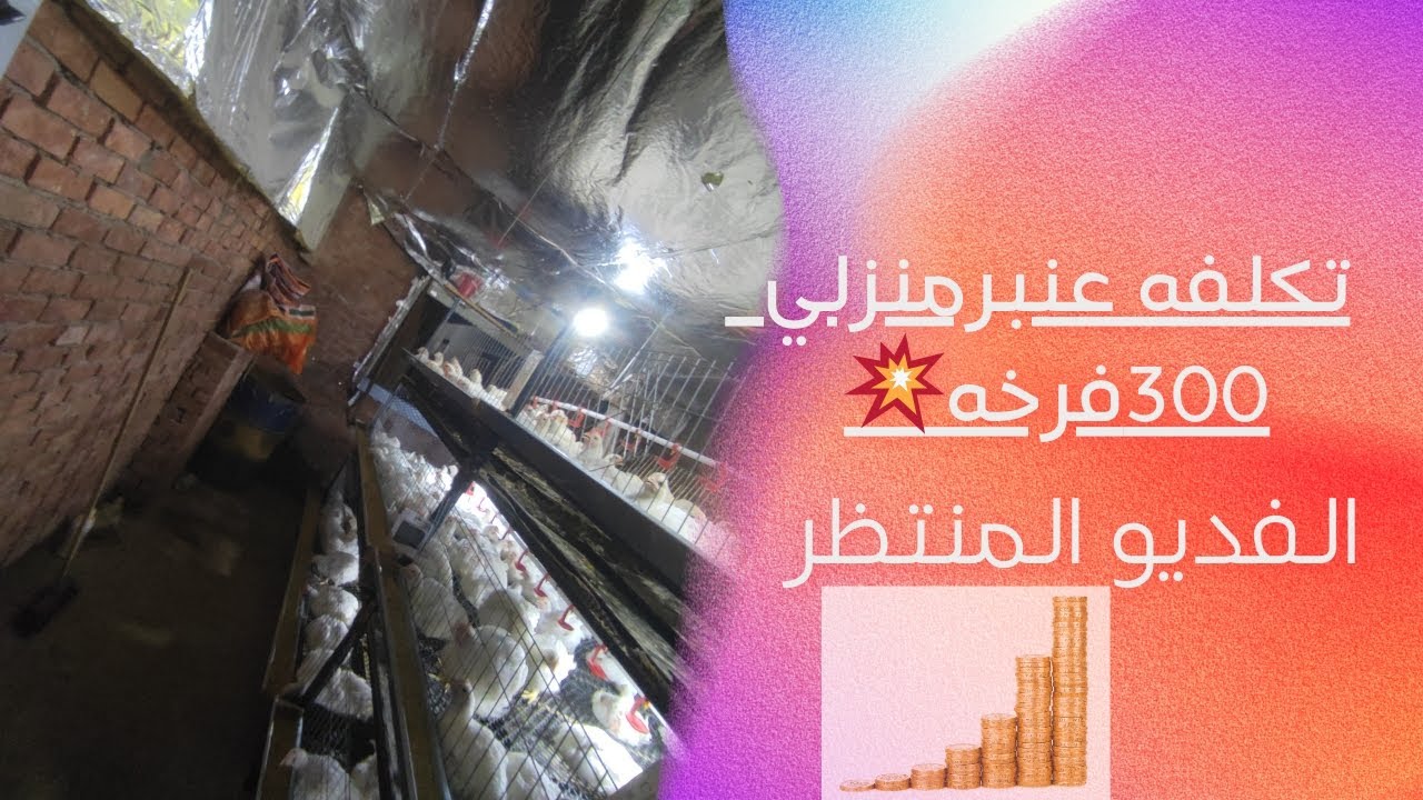 الفديو المنتظر تكلفه عنبر منزلي 300فرخه بتفاصيل 💥💪
