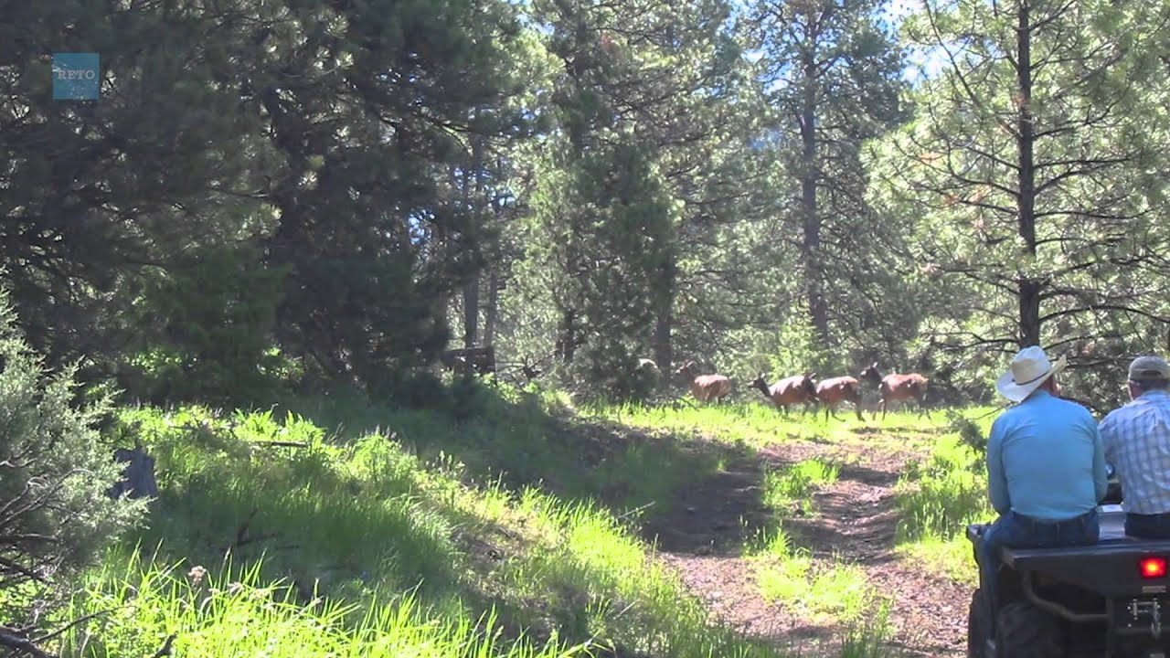 Running Cougar Ranch