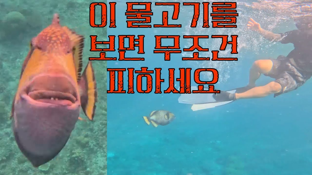 필리핀 시키호르에서 깡패를 만나다