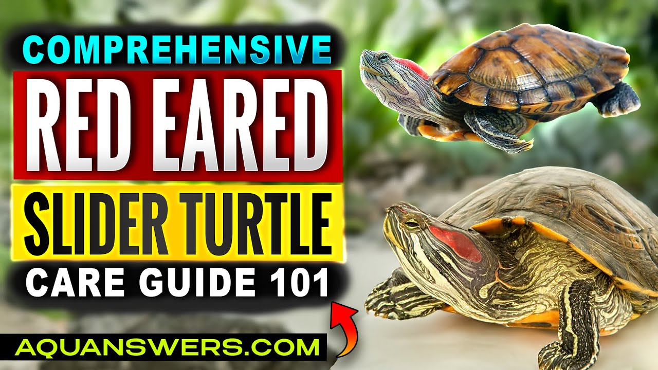 Red-Eared Slider Turtle (Trachemys scripta elegans): Care, Setup & Why They're So Popular!