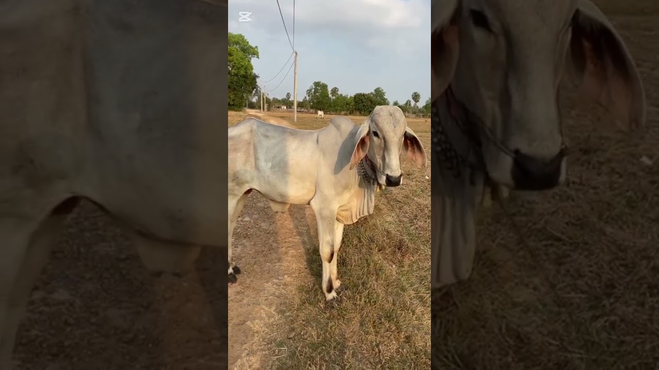 មានគោស្ទាវលក់មួយនឹម