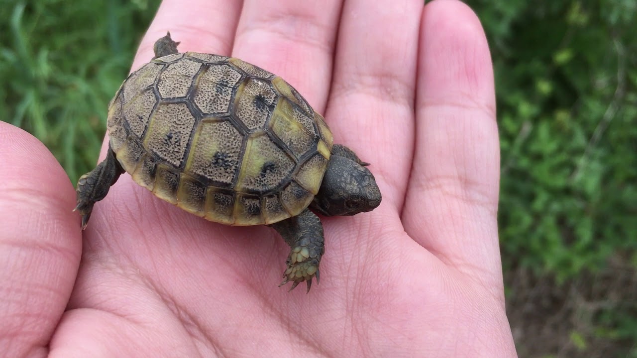 Μωρό χελωνάκι Testudo hermanni) την άνοιξη