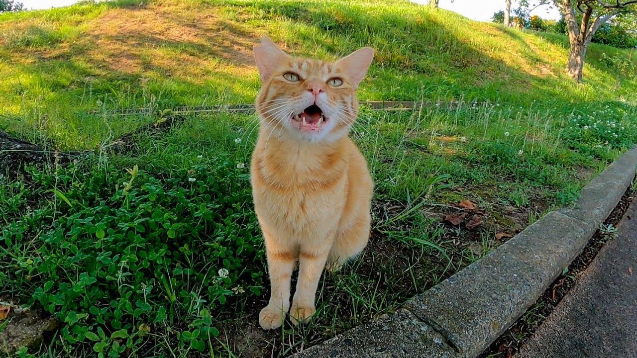 Бездомный кот, который встречает меня весело мило