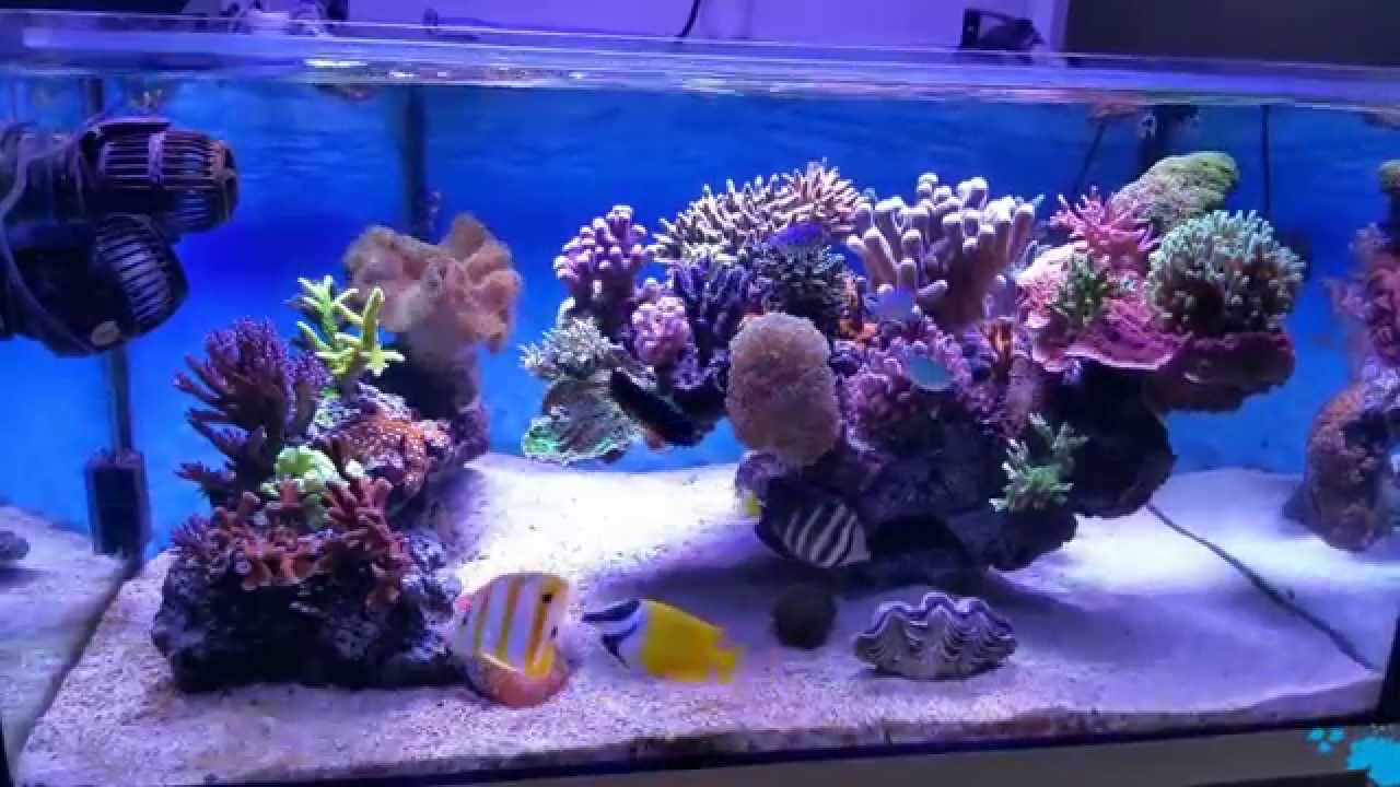 Jerlo Reef Tank - Aout 2015