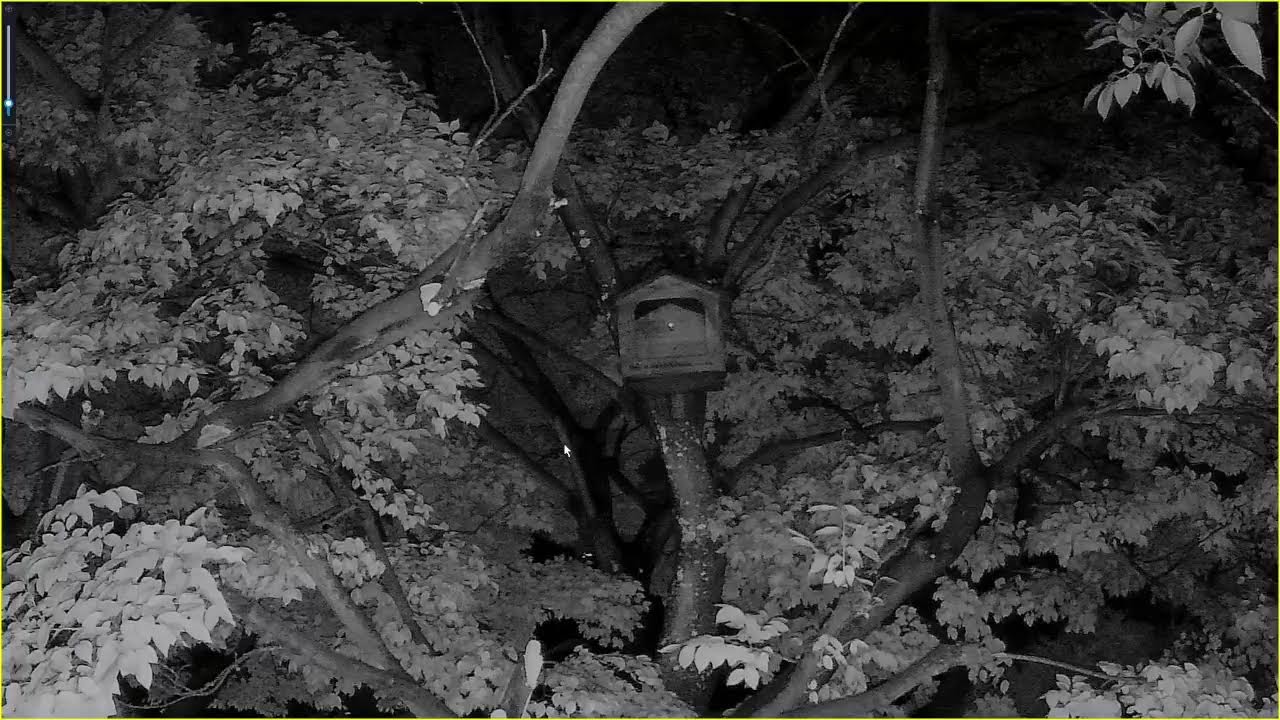 Live Owl Nest Box  in the rain | Spotted Eagle Owl Nest – Owl Garden Johannesburg