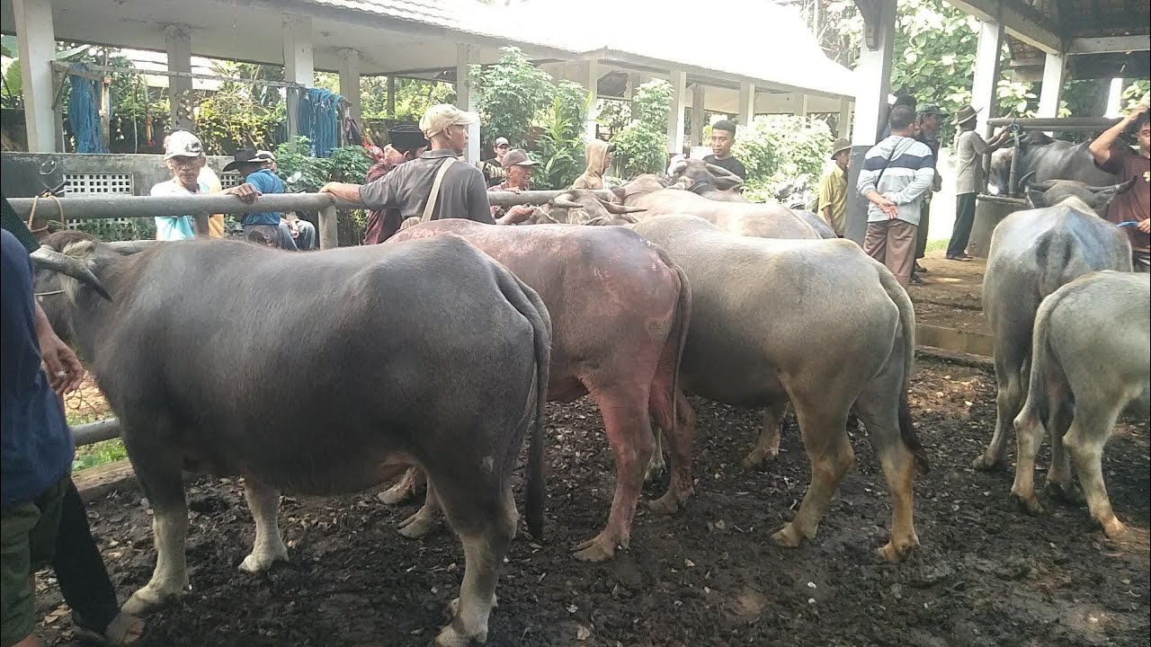🔴 KERBAU BETINA BAJIR BERLIMPAH ❗❗🔥 UPDATE HARGA KERBAU BAJIR PASAR HEWAN PURWAKARTA