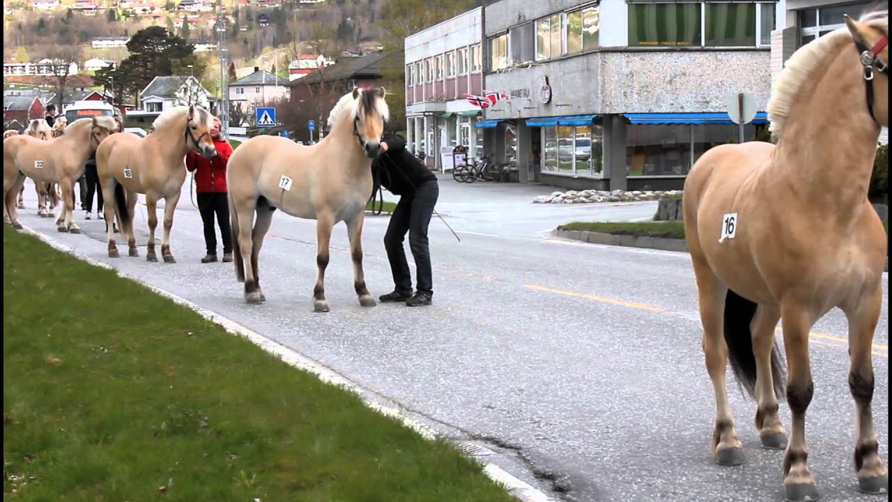 Hingsteutstilling Nordfjordeid 2012