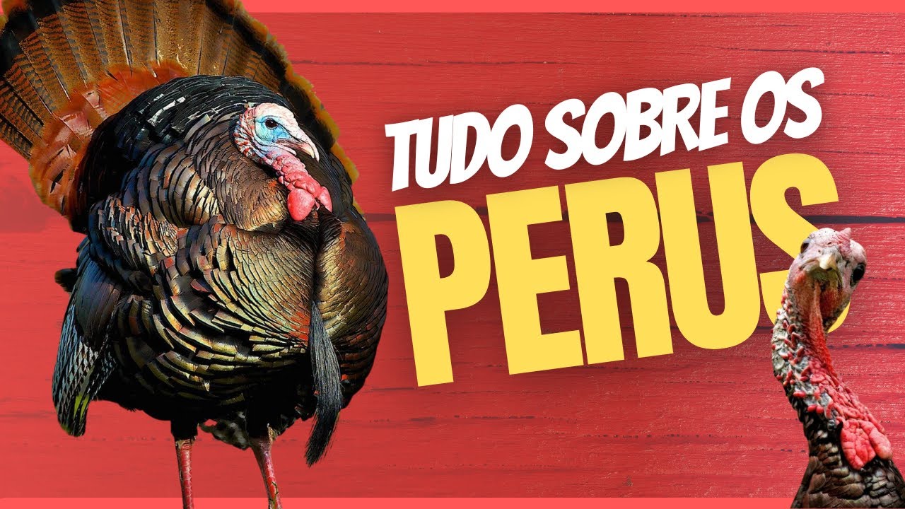 Peru: tudo sobre a ave e principais espécies!