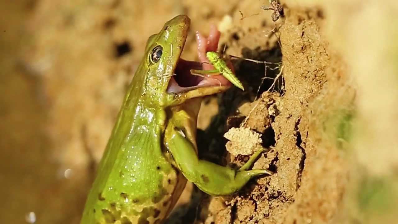 Jumping frogs