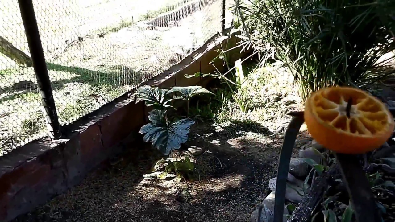 pajarera y cascada