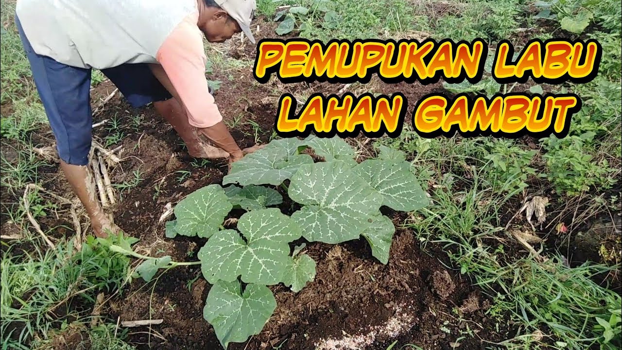 Melihat cara pemupukan labu dilahan gambut