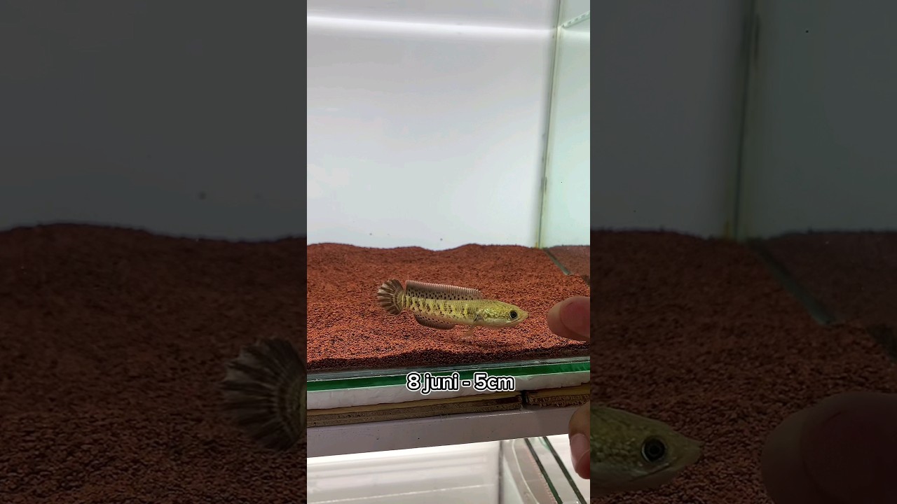 Golden Cobra Snakehead in Action #aquarium #fish #fishroom #aquariumchanna #channafish #predator