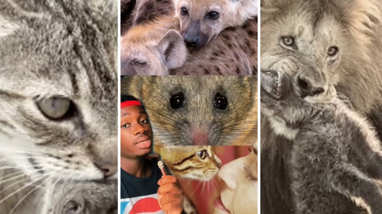 What You, a Mouse and A Hyena All Have in Common (and why ducks are evil)