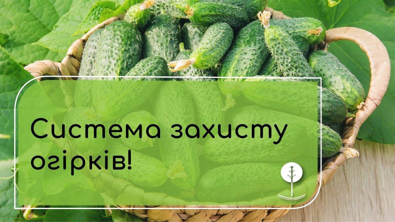 Система захисту огірків: бур'яни, шкідники, хвороби.