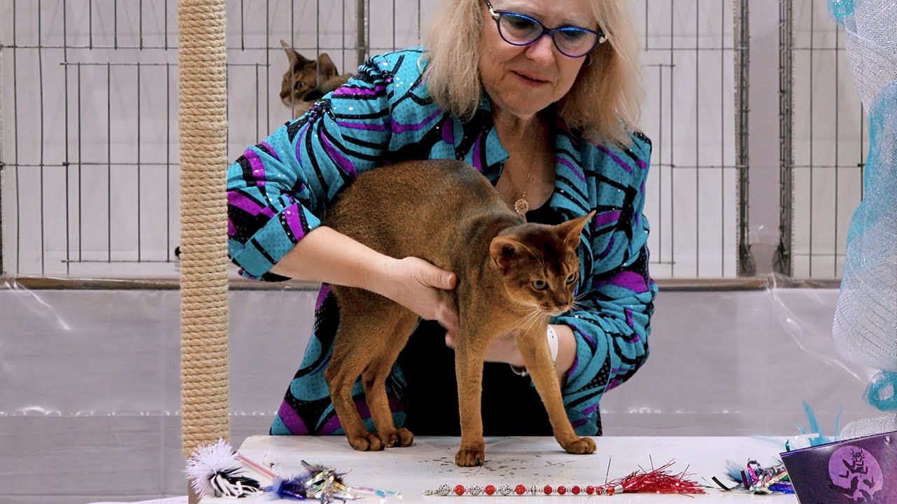 CFA International Show 2018 - Abyssinians in adult class judging