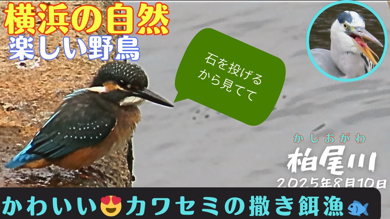 【身近な生き物・面白い野鳥・カワセミの魚取り】横浜の自然・神奈川野鳥【ウォーキング・散歩・早朝散歩】