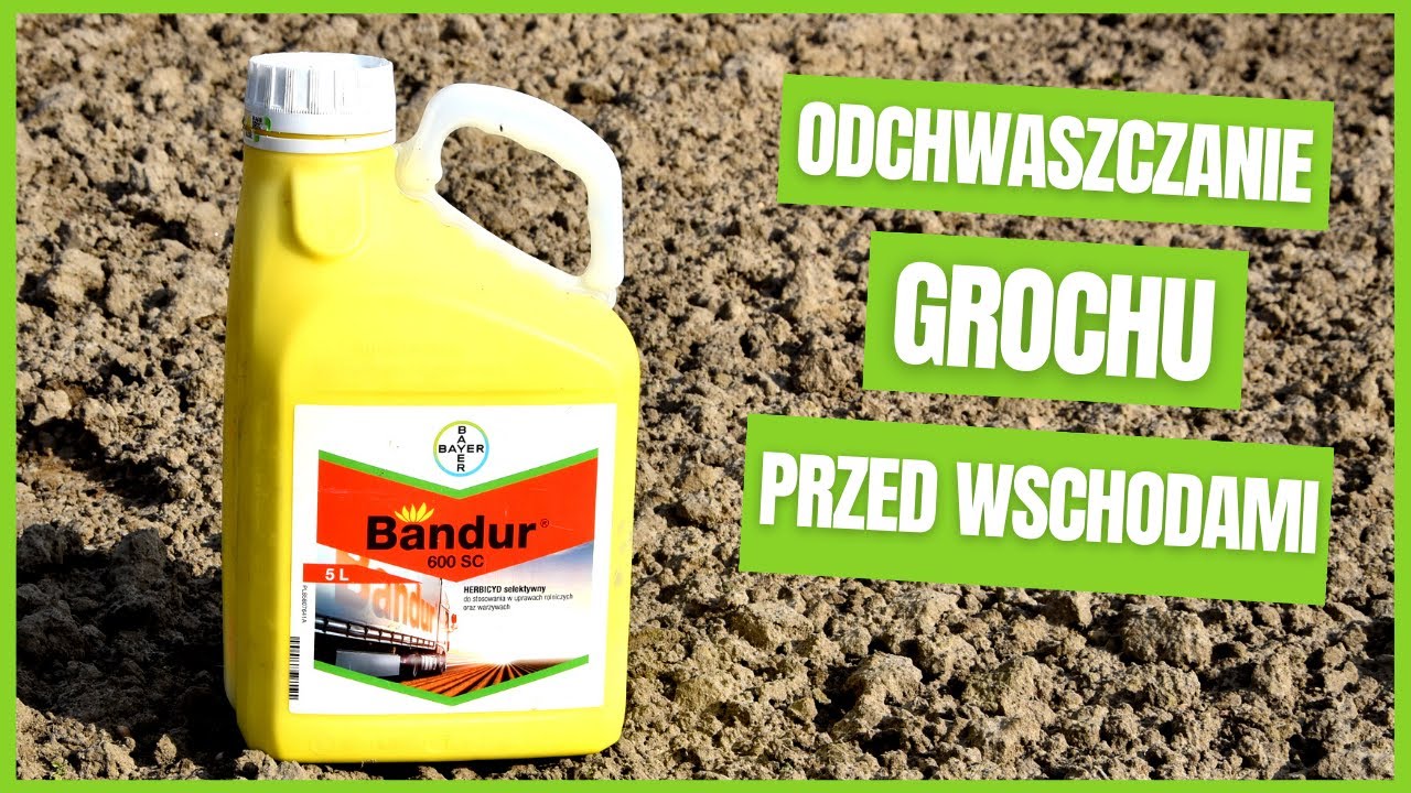 Zastosuj Bandur i chwasty w grochu już nie urosną
