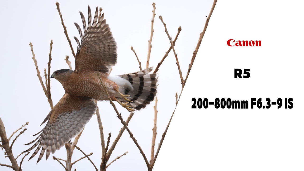 4K 저와함께 텍사스 탐조여행 떠나요..#birds #birdingparadise #birdlovers #photography