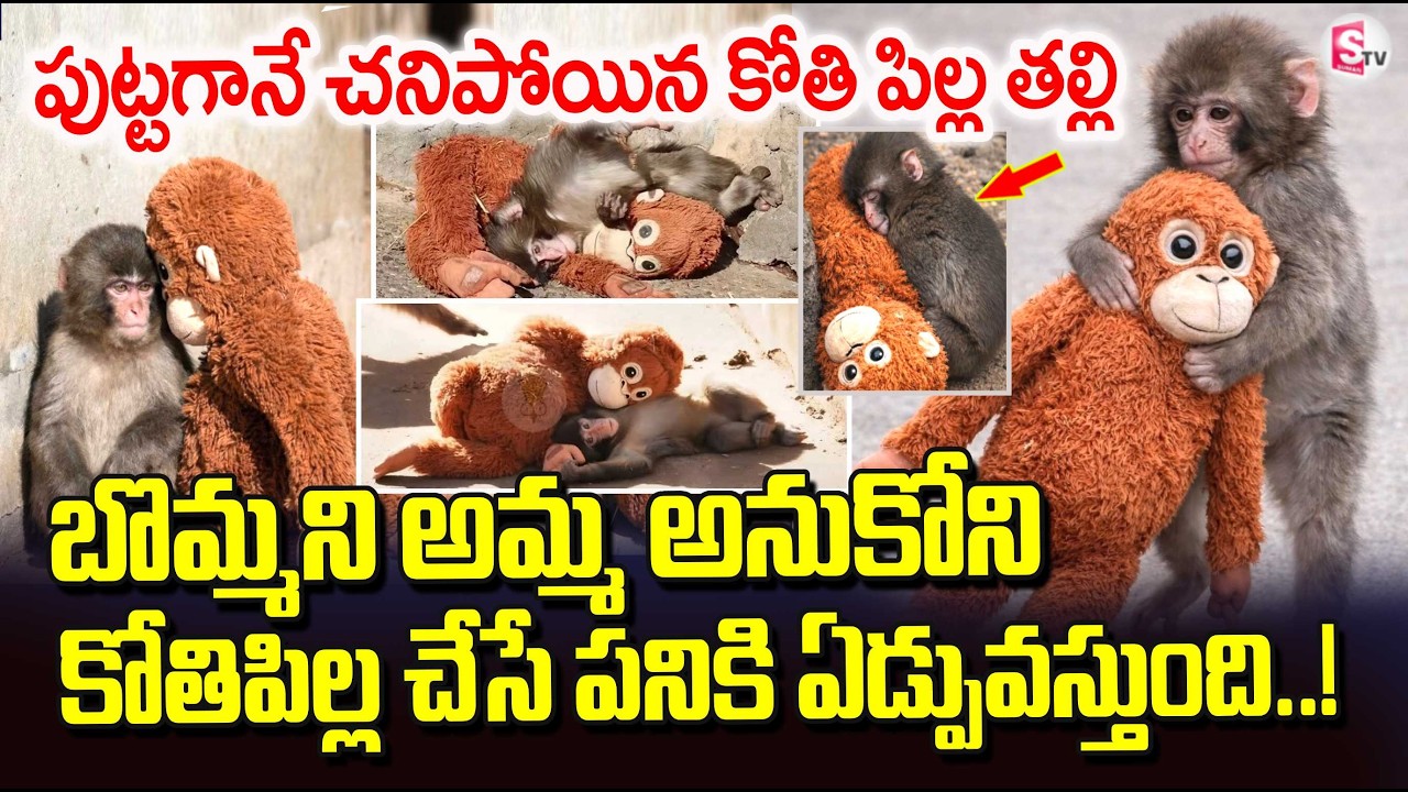 Japan Punch Baby Monkey | Viral Abandoned Baby Monkey Punch With Toy | SumanTV Janaki