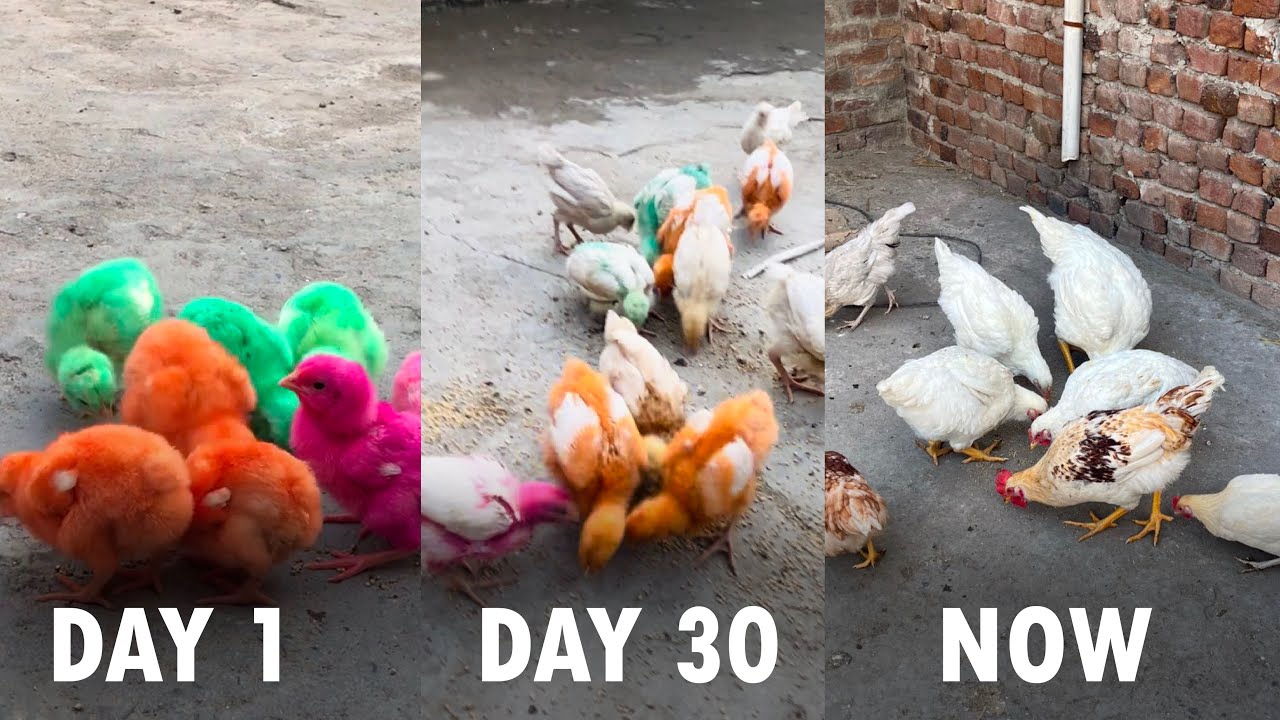 Colorful Chicks 🐥 Care Challenge 😎 Day 1 To 4 Month | 10 Colorful Chicks 🐥
