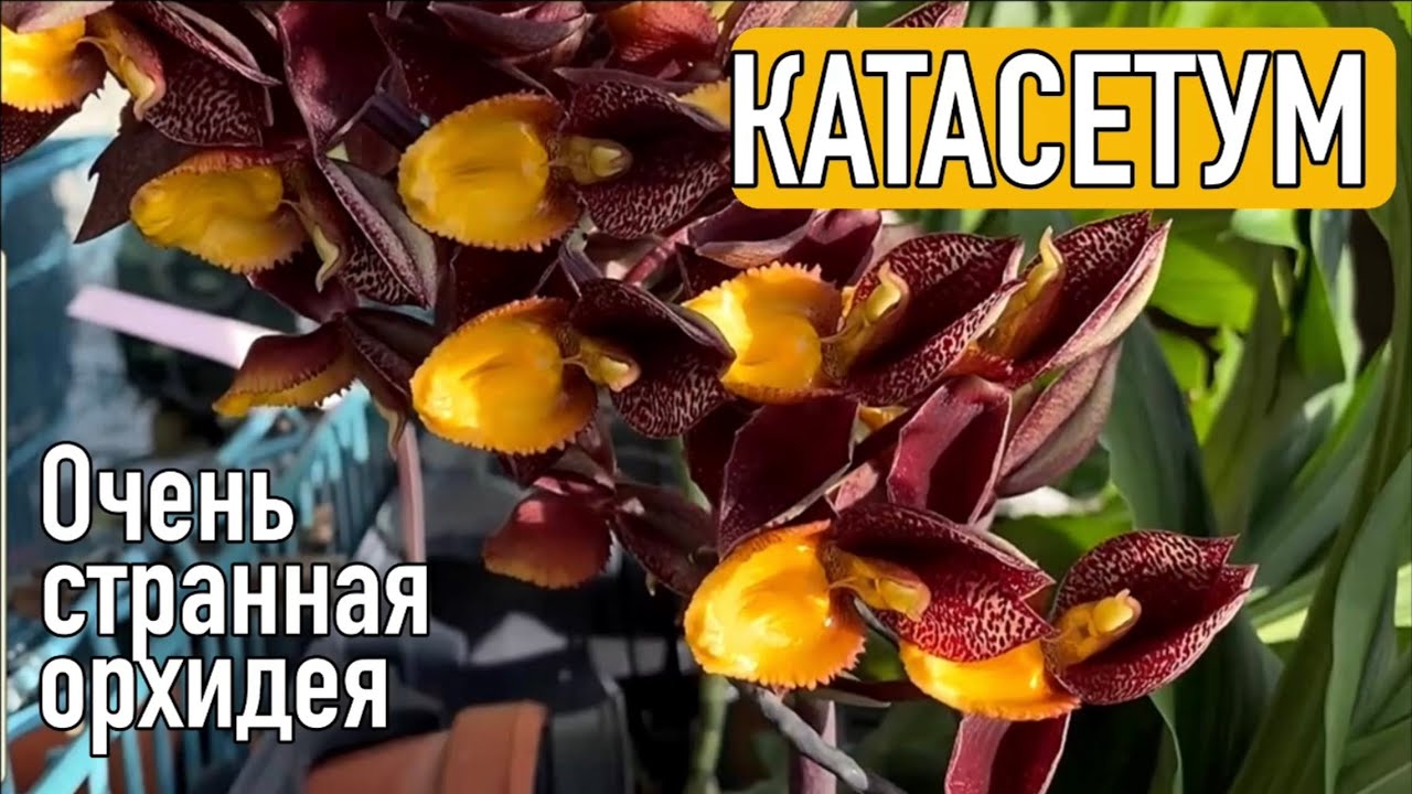 Катасетум | Условия содержания