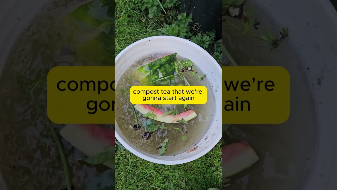 How to make compost tea using kitchen scraps? 