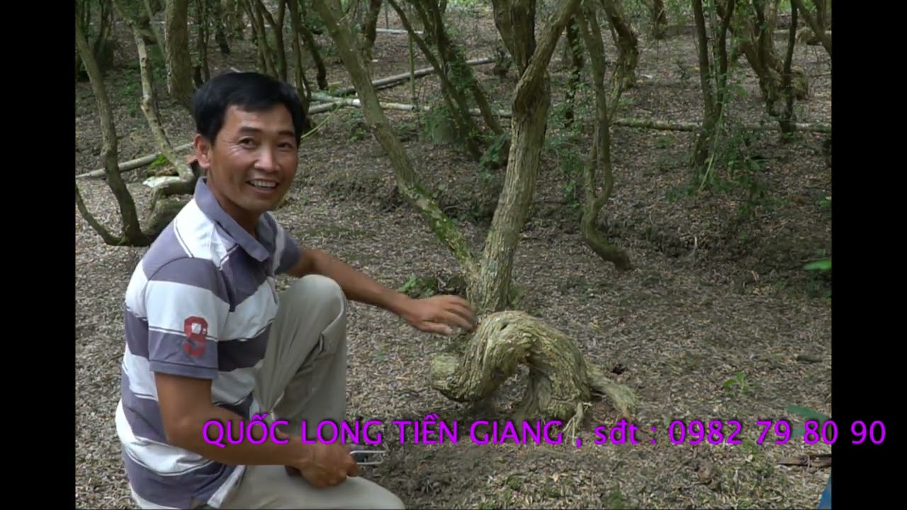 BONSAI CHO MỌI NGƯỜI ( TẬP 21 )|TRẦN THẮNG OFFICIAL : Trồng phôi bonsai từ nhánh chiết .
