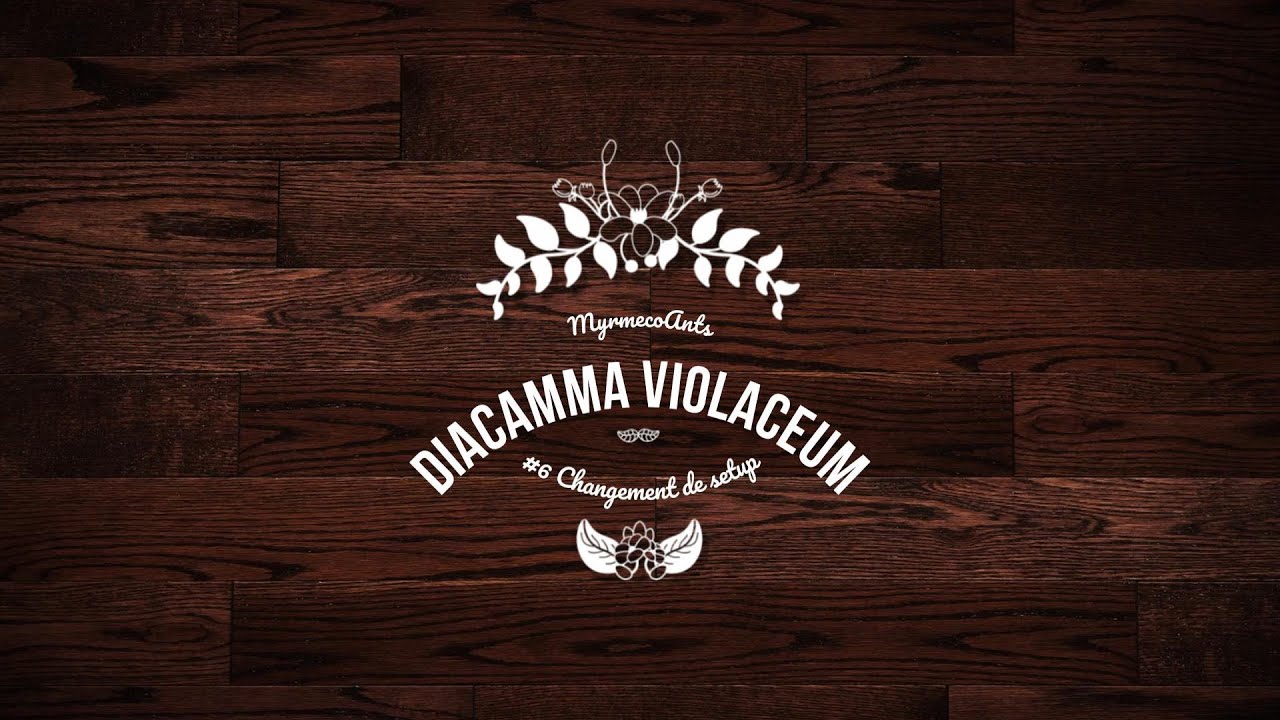 Diacamma Violaceum #6 - Changement de setup