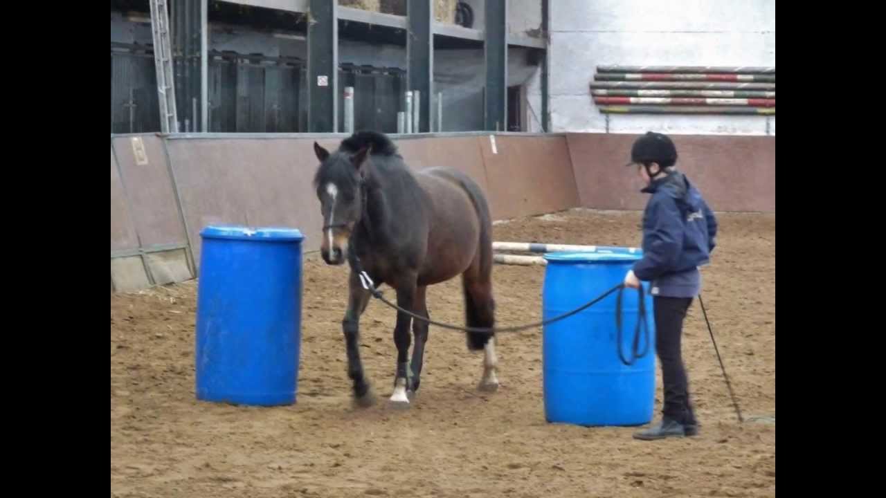 Equithologie