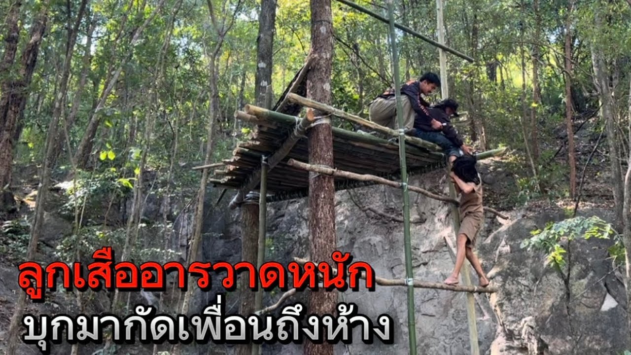 ลูกเสืออาละวาดหนัก มันบุกมาถึงห้างกัดขาเพื่อนจนสาหัส ห้างสูง 10 เมตรยังไม่รอดเลย!!