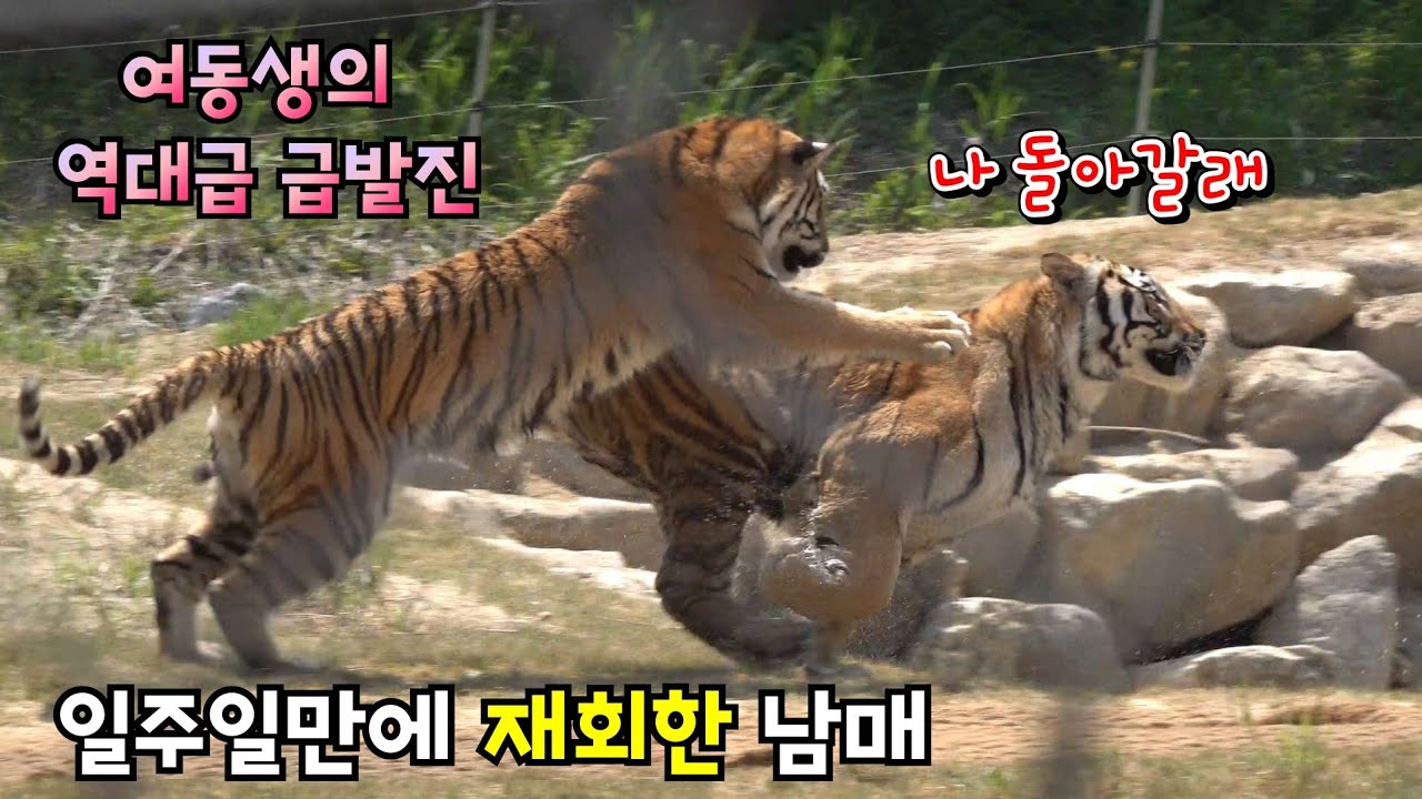 💓오빠 보고시퍼쪄💓 무궁이의 역대급 급발진 Famous Tiger Family in Korea, cat tiger #태범 #무궁 #백두대간호랑이