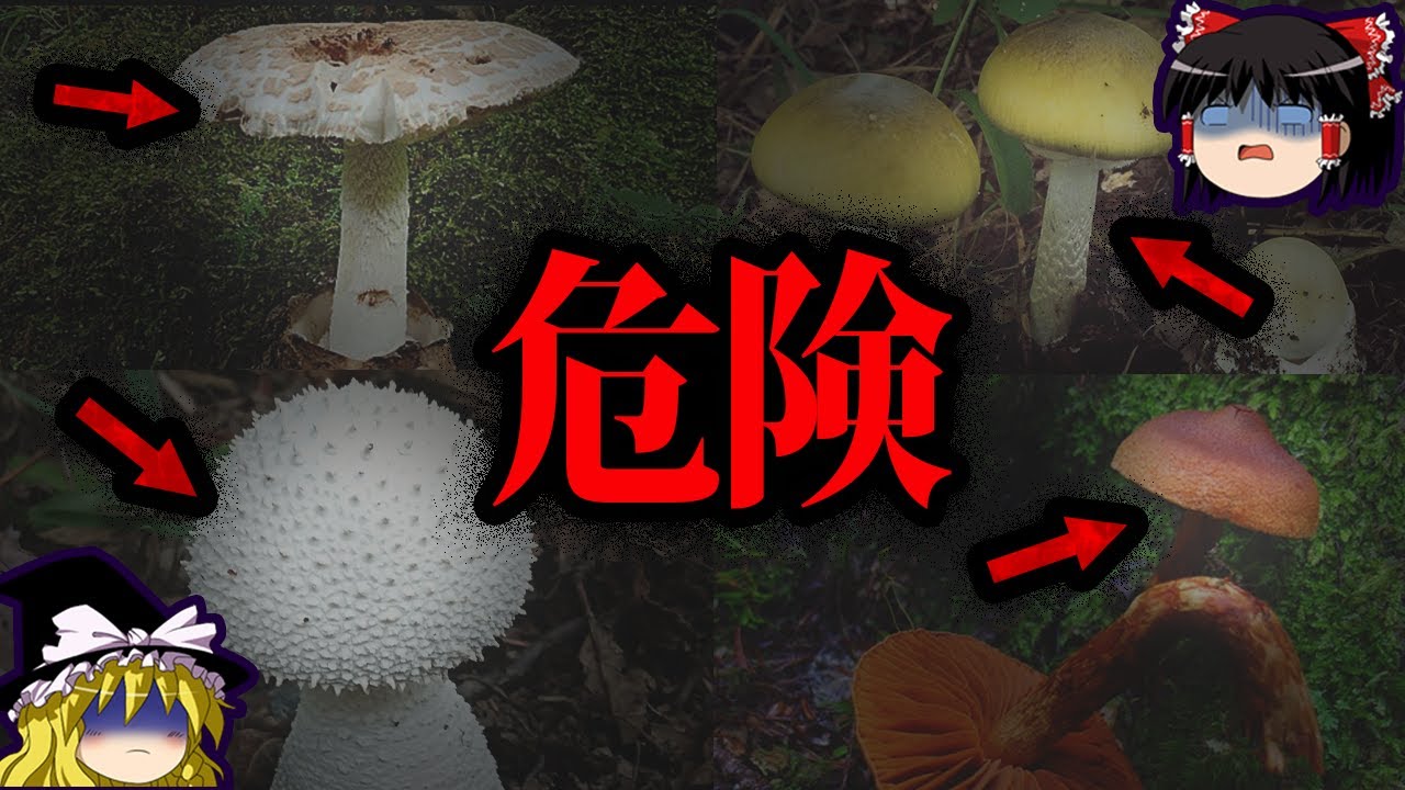 【ゆっくり解説】食べたら●ぬ…身近に潜むヤバい毒キノコ10選