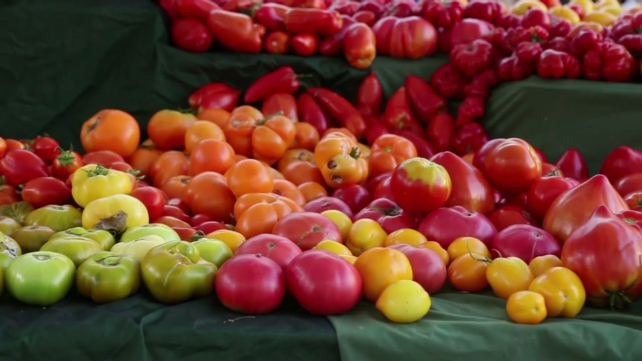 TOMATE PULAAR