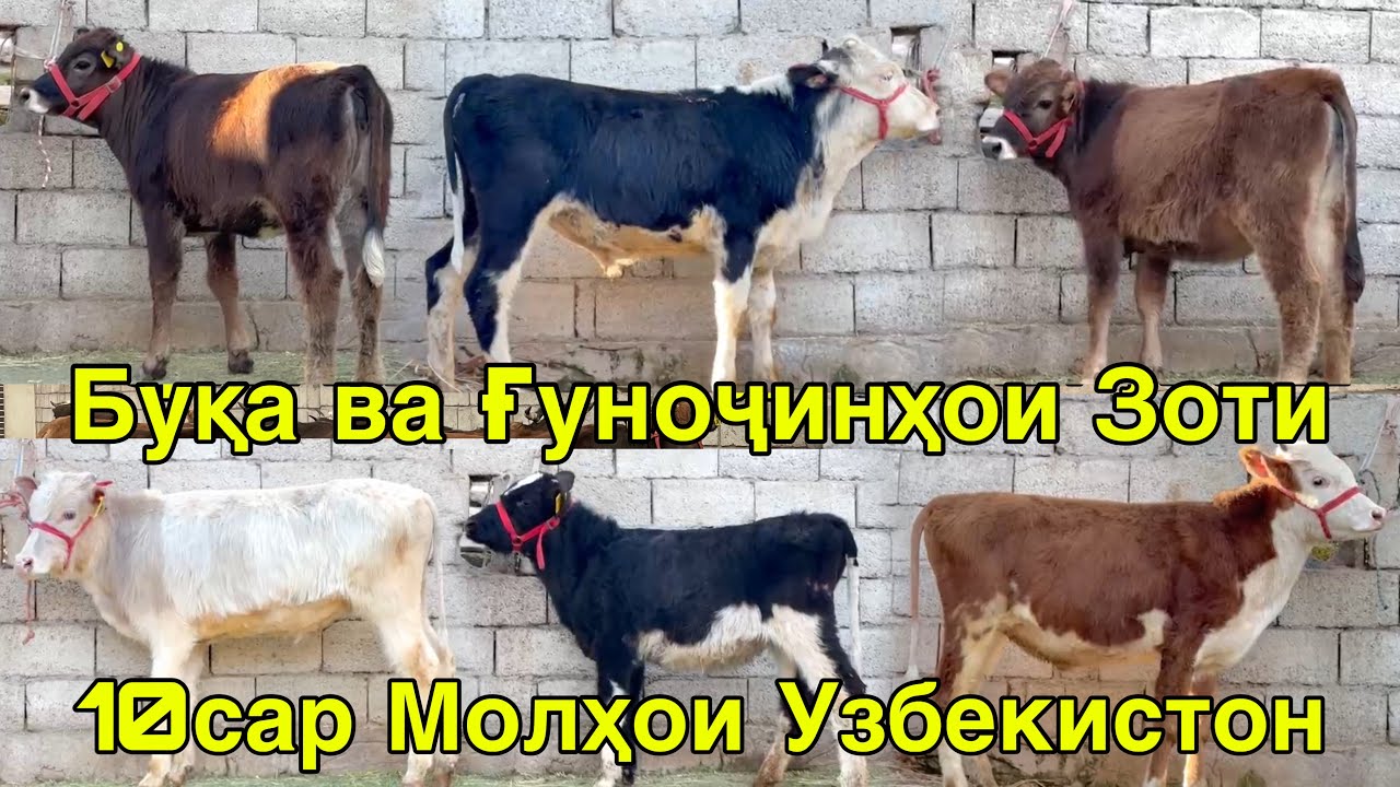 ПАРТИЯИ НАВ БУҚА ВА ҒУНОҶИНҲОИ ЗОТИ БАРОИ МОЛКАДАН НАРХИ ДАСТРАС 23 февраля 2026 г.