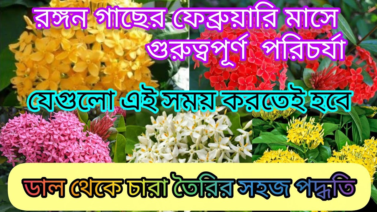রঙ্গন গাছে এখনই করতে হবে কয়েকটি গুরুত্বপূর্ণ কাজ | How to get maximum flower on Ixora plant | 