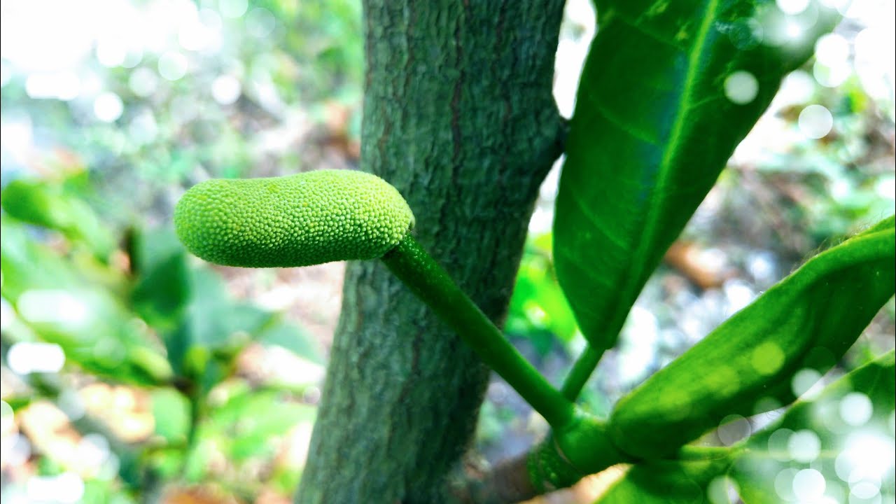 嘉義竹崎牌「白玉榴槤蜜」種植7~8年，終於開母花了！